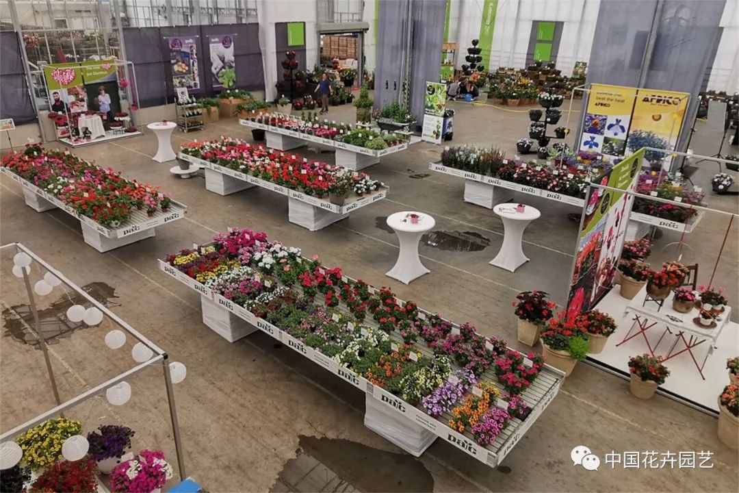 鑺卞崏鍝佺灞曠ず,鏂颁紭鑺卞崏鍝佺灞曠ず