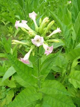 鐥村績鐖变汉61,鐥村績鐖变汉56