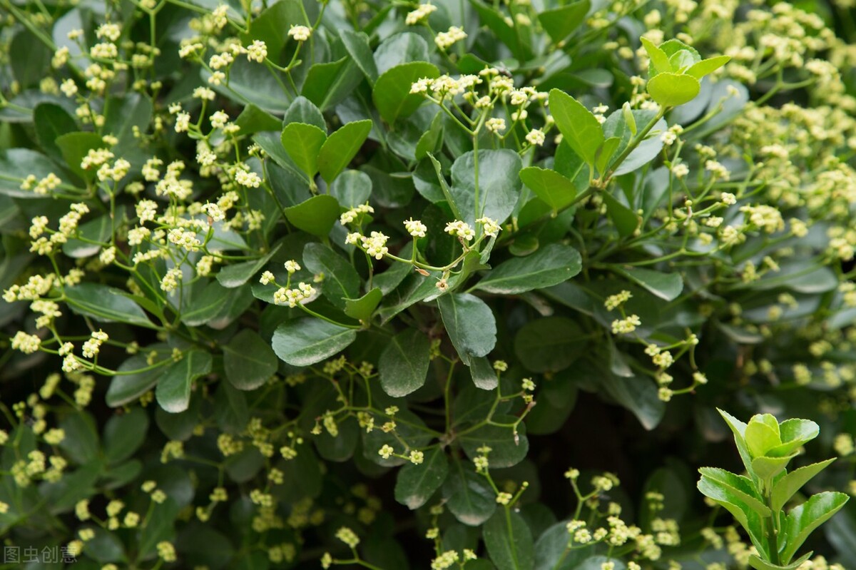 春暖花开，城市绿化有一种植物叫卫矛你了解它多少？
