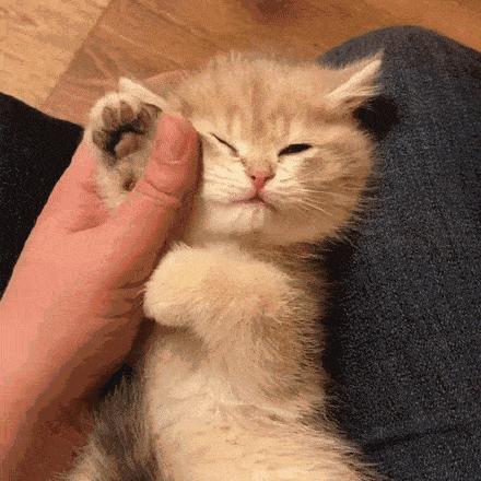 为什么摸猫咪它爪子会打开,当你摸猫咪的爪子时它是这样想的