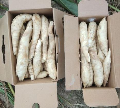 广东正宗番薯特产,广东梅州特产红薯