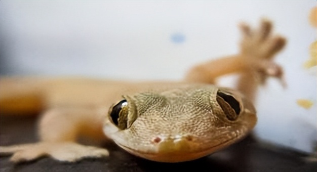 农村家里经常出现蝎子蜈蚣好不好,农村院子里的蝎子的克星