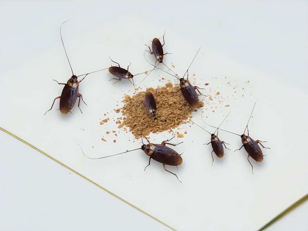 怎样才能彻底杀死蟑螂小强,怎么消灭小强蟑螂最有效