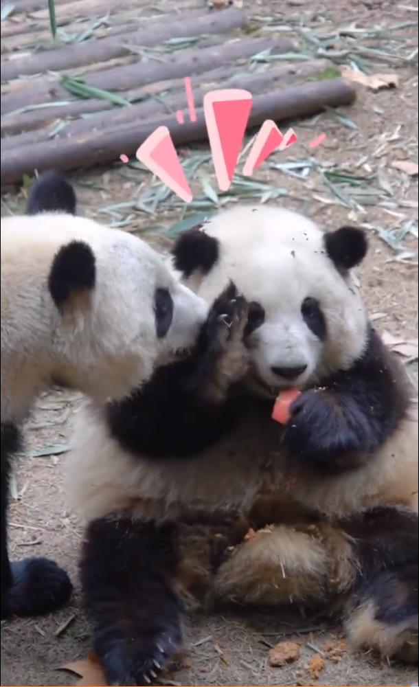花花：接住谭爷爷给的小苹果，仿佛接住了整个世界。