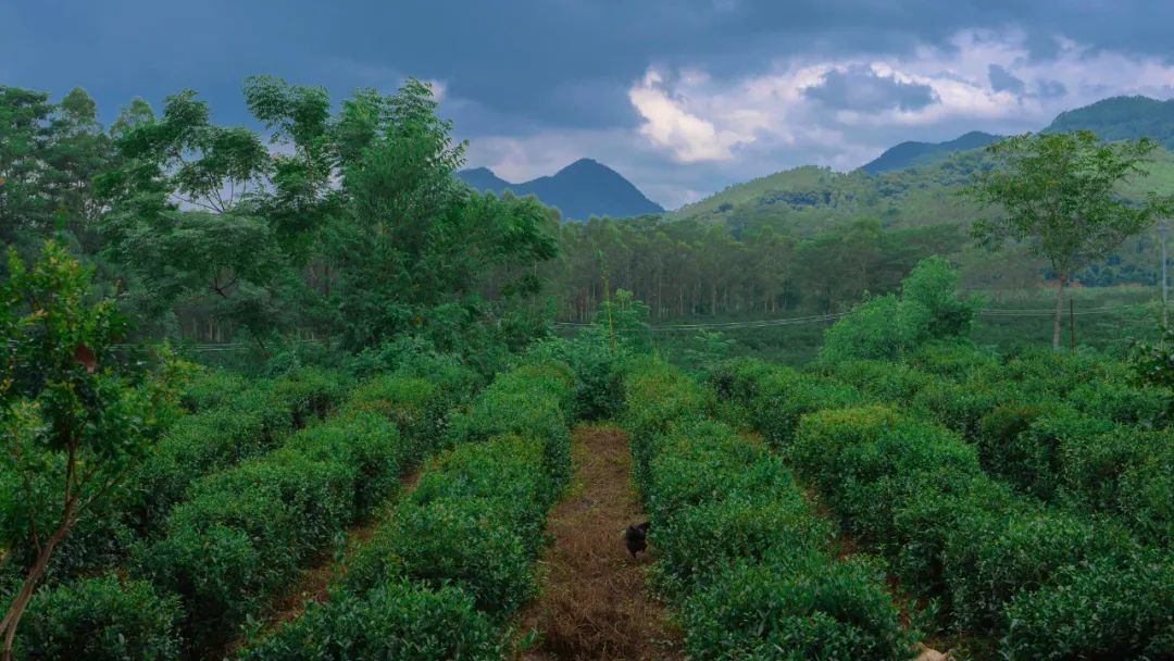 广东惠州旅游攻略3天自由行,惠州罗浮山2天一夜游