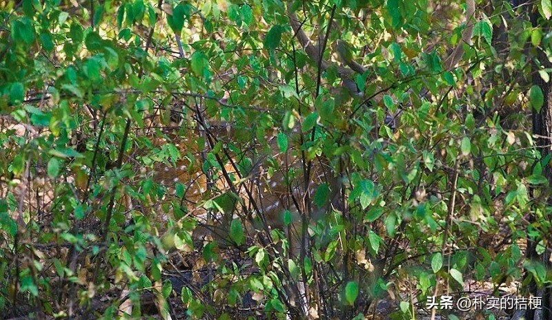 图片里找到7种动物,找到图片中的所有动物