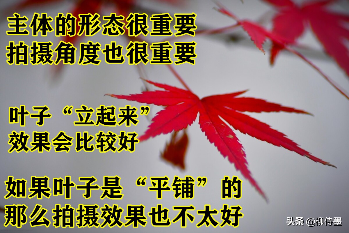 拍照不好看只要学会这些小技巧,摄影大师教你拍照技巧