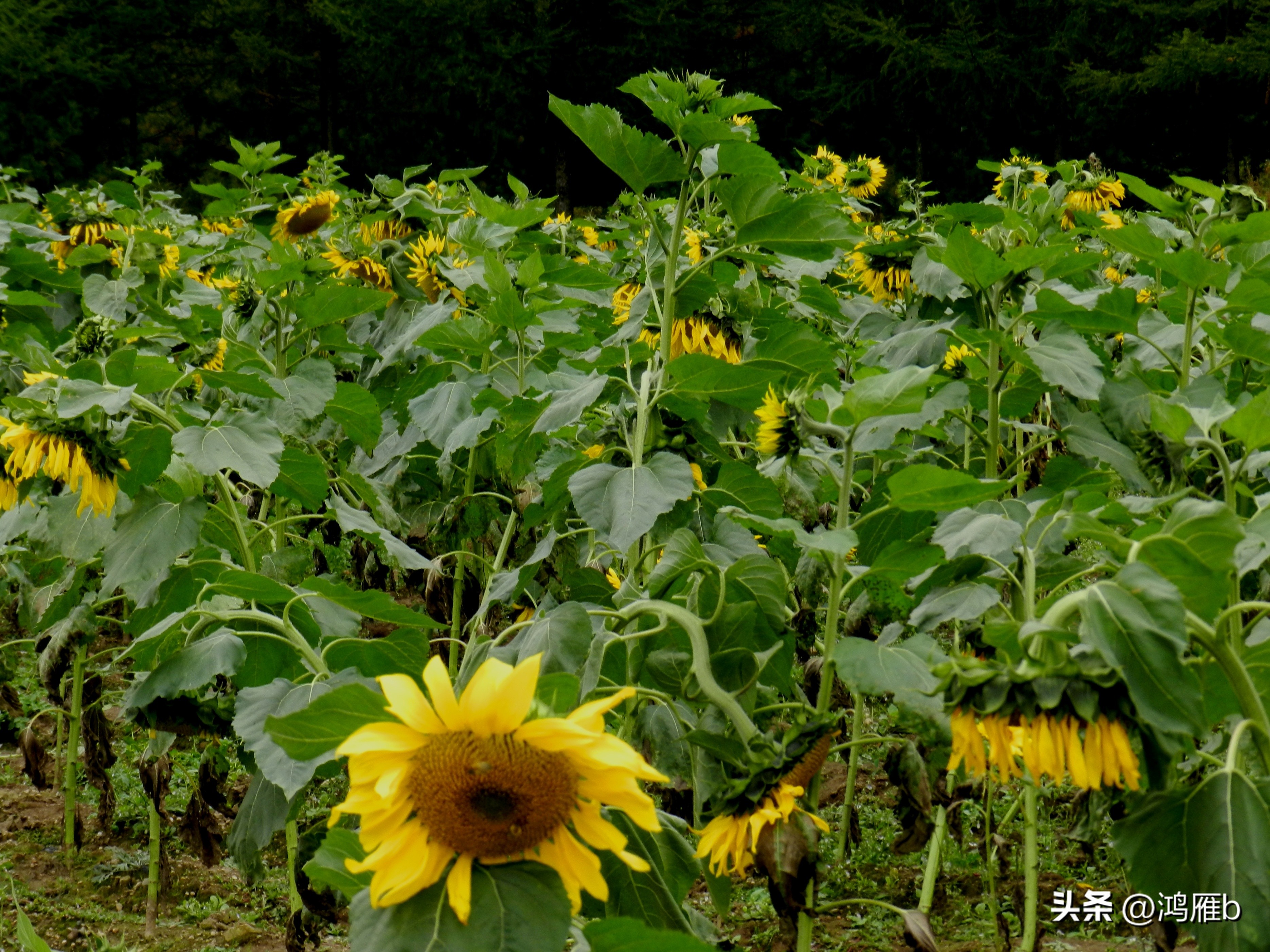 本溪温泉汤沟门票价格,本溪花溪沐枫雪温泉小镇