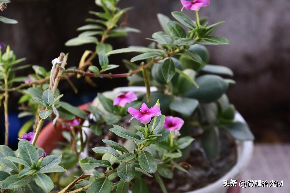 推荐10种最适合夏天养的花,君子兰开花时夏天几天浇一次水