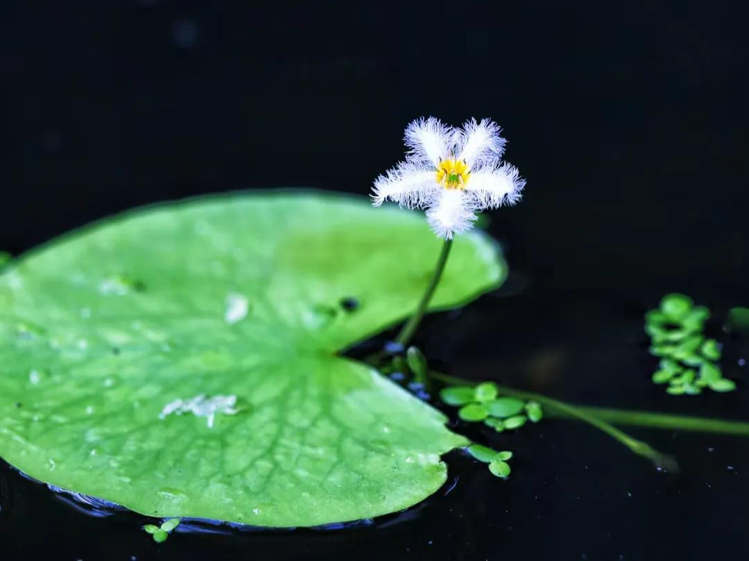 安塞诗文,安致远的诗