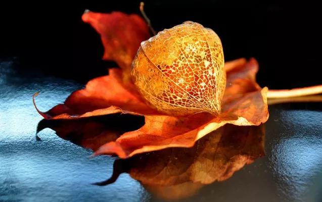 蜂蜜柚子茶可爱文案,秋天元气满满可爱文案