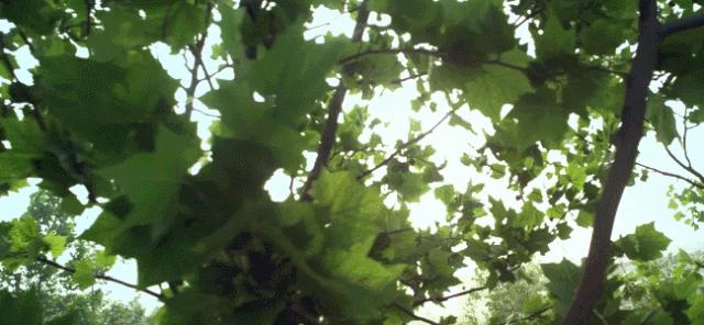 苏州京杭大运河健身步道,苏州环古城健身步道图