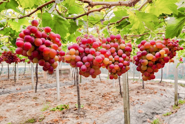 减肥含糖低水果,水果含糖排行榜