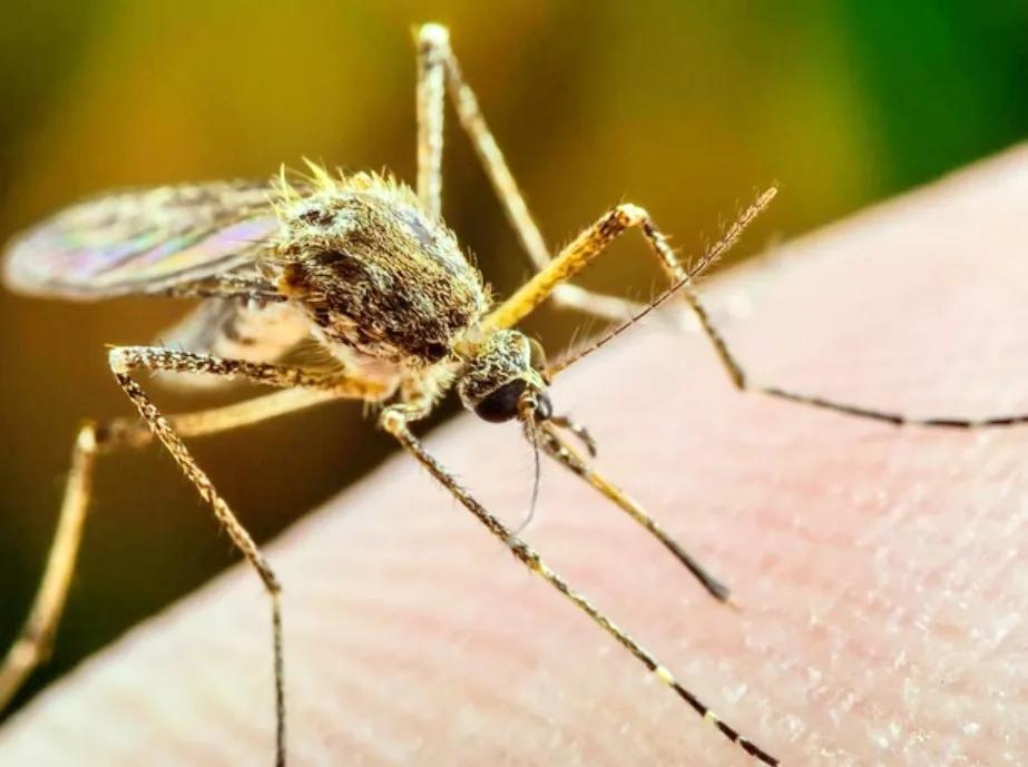 夏天用什么方法可以避免蚊子叮咬,夏天怎么防蚊子叮咬最有效