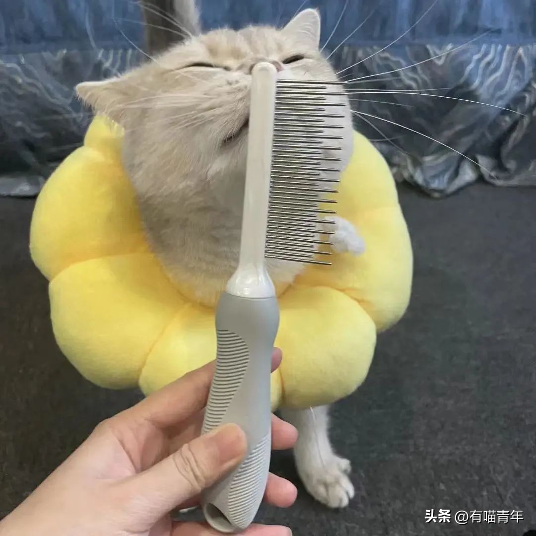 100件养猫好物,十元左右养猫好物分享