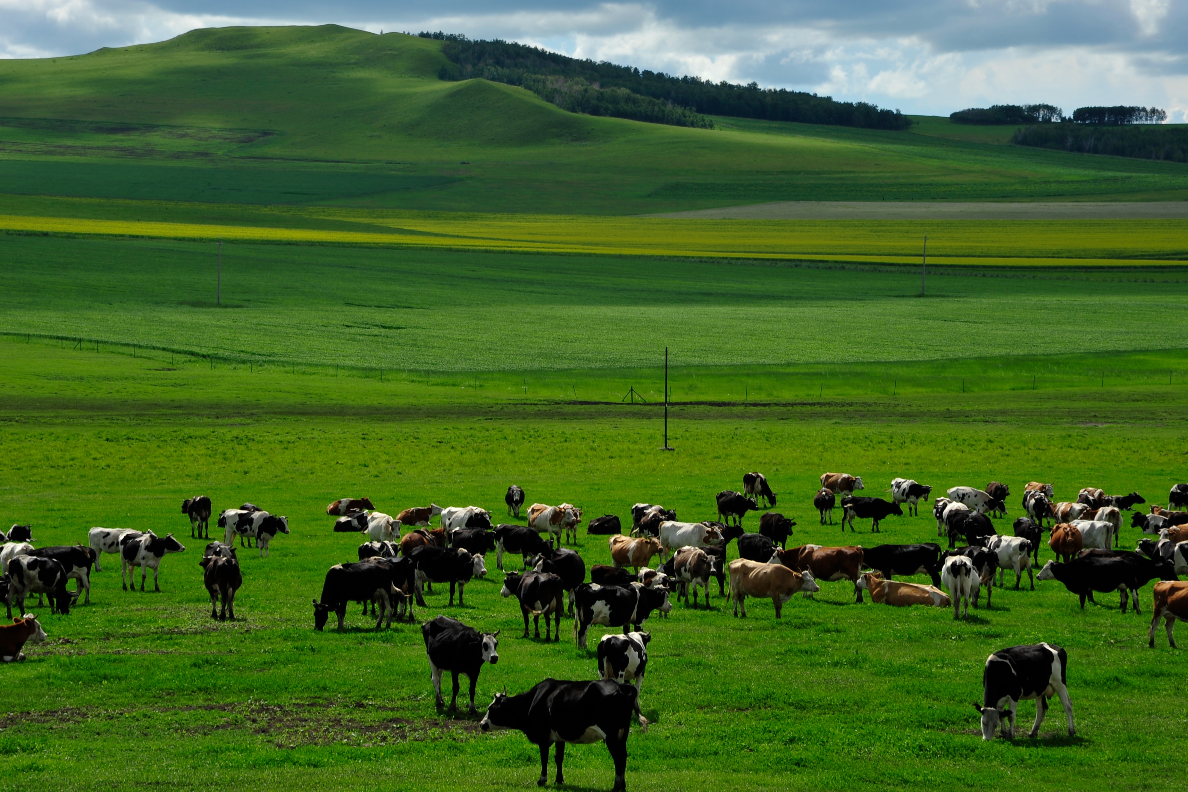 萝小萌食记｜吃了筋头巴脑，就当我去了呼伦贝尔