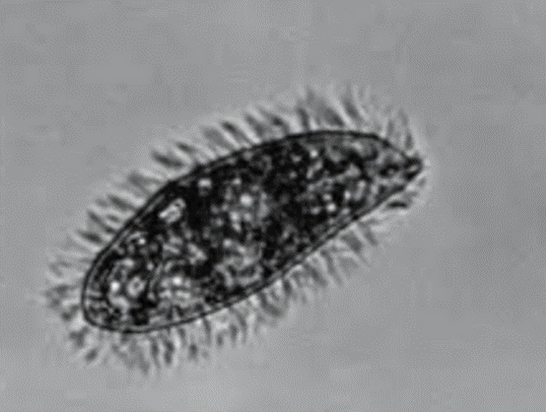 海缸白点病原因,海缸白点越来越多