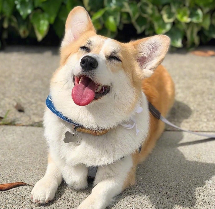 不常见的狗狗集合你都认识哪几只,建议养的10种狗中小型犬