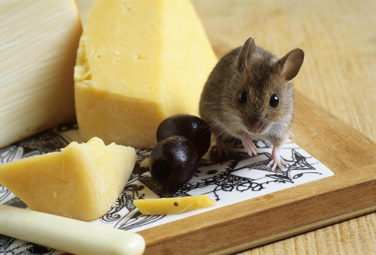 老鼠会咬人吗咬到会怎样,老鼠会咬人怎么办