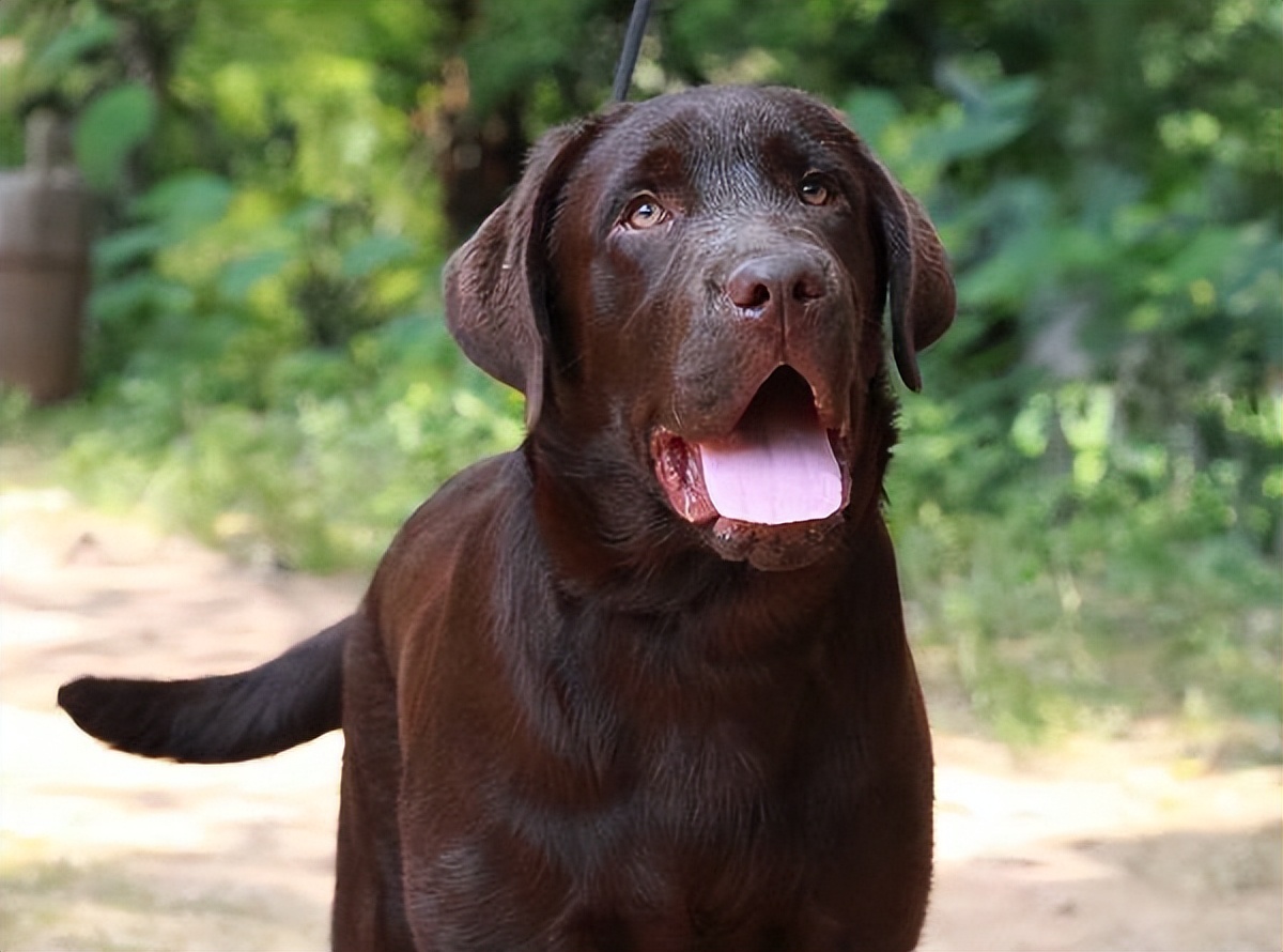 拉布拉多什么颜色帅气又好看,拉布拉多各个颜色的颜值对比