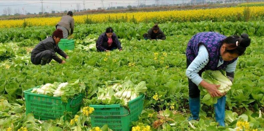 50亩地种树3年能赚200多万,一个农场种菜种绿植一年挣多少