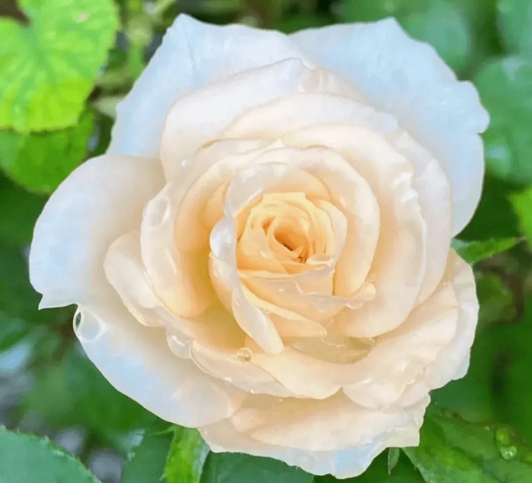 头条新手创作注意事项,头条创作注意哪些事项