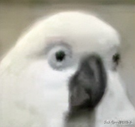 学架子鼓不用老师,学架子鼓需要识谱吗