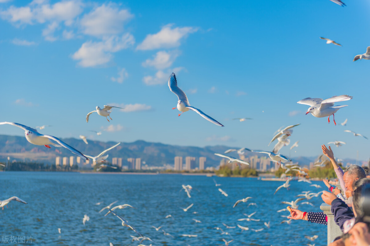 云南昆明春城游玩攻略,春城之约昆明旅游攻略