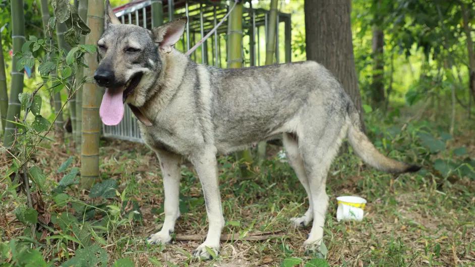 无人荒岛上的巨蟒,巨蟒流落荒岛