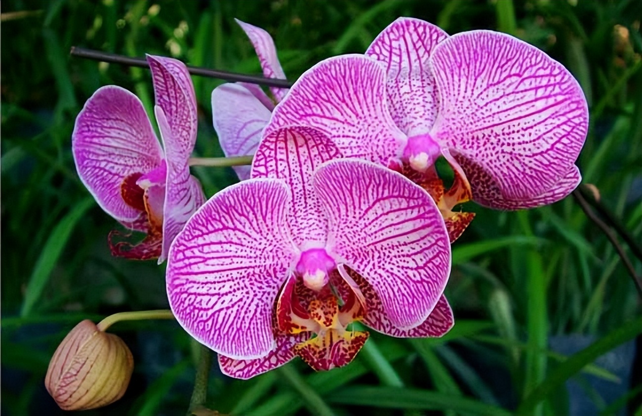 新手盆栽兰花最好选择哪些品种,室内养什么兰花品种及图片大全