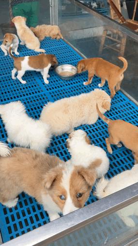 三联鸡鸭市场在哪里,三联市场家禽