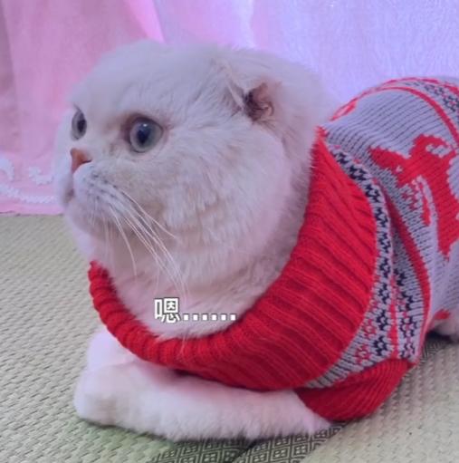 猫界顶流刘二豆,喵界顶流二豆