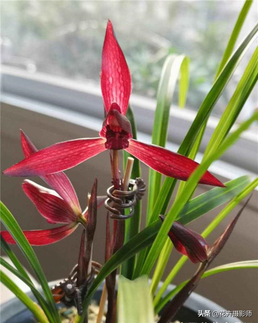 贵州省最名贵十种兰花,贵州山里最常见的兰花