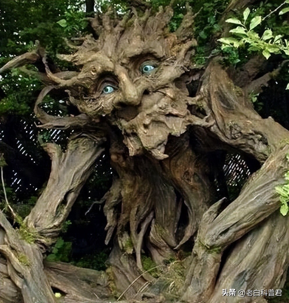 九种有趣的食肉植物,世界十大食肉植物排名