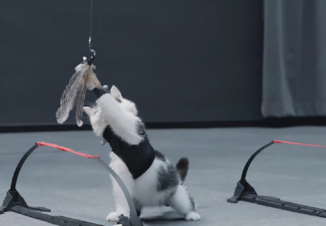 黑神话开发团队多少人,黑神话跑路