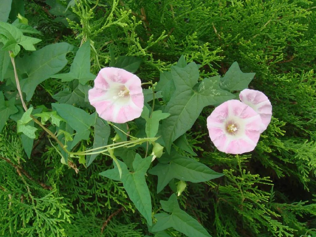 打破碗花,打破碗花是什么样子
