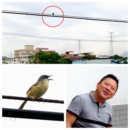 奇怪！夜莺白天欢唱，透过烟花弹幕，是怎样的留桂林“居八桂”