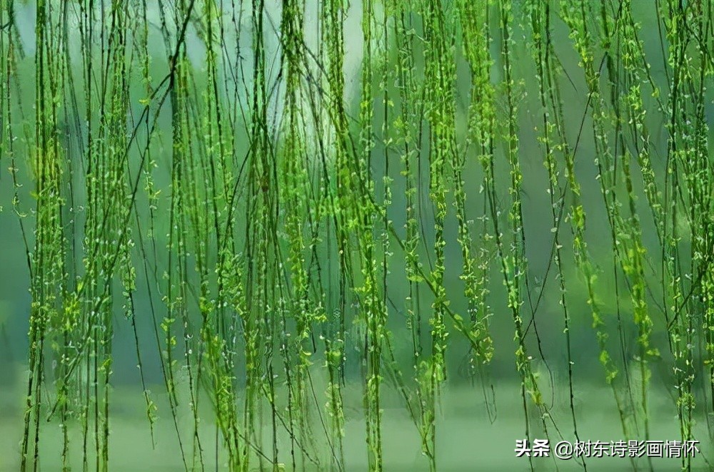 春风杨柳万千条,六亿神州尽舜尧,从咏柳中体会中华文化的魅力