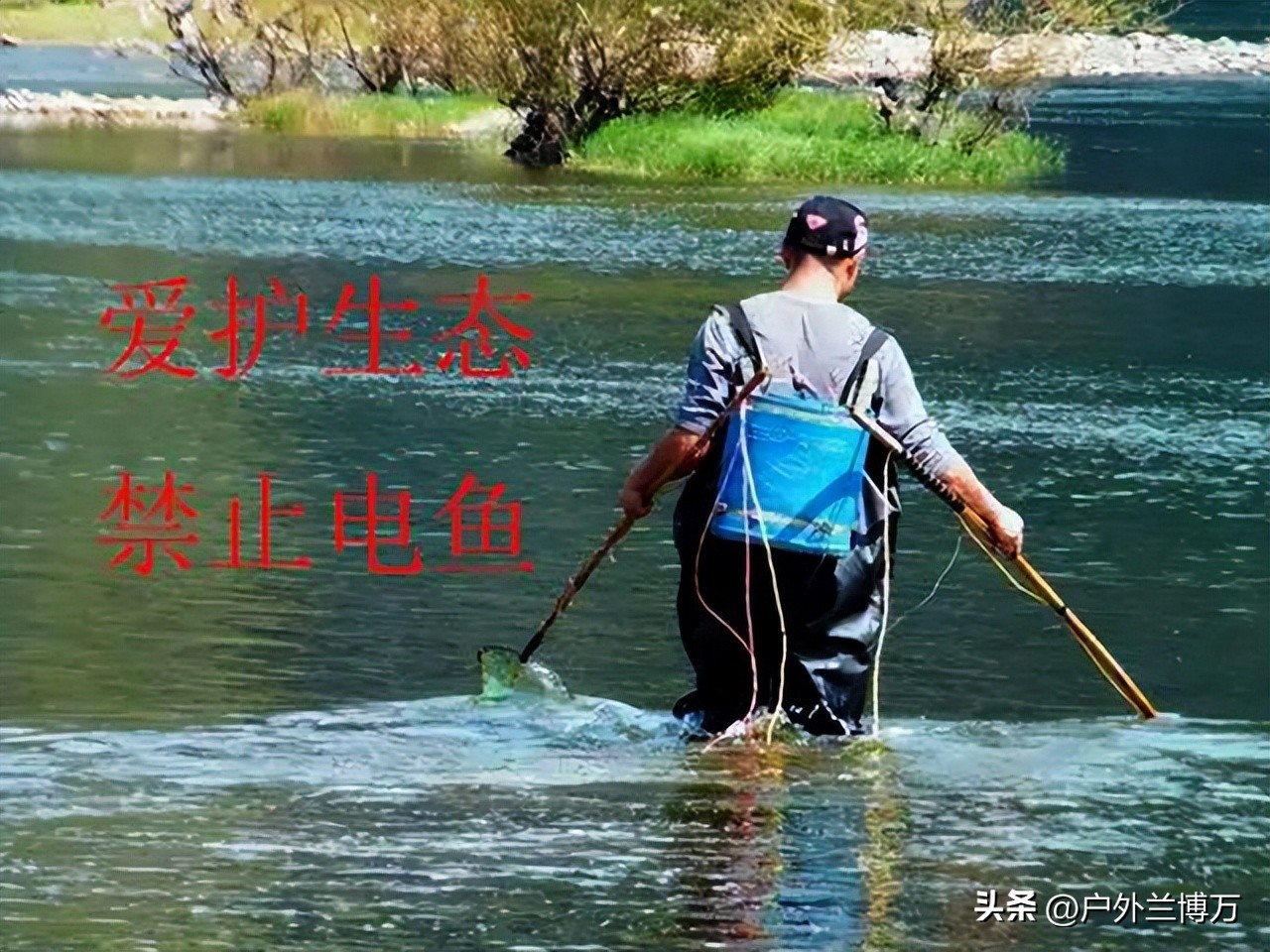 电鱼不小心被电了有危害吗,电鱼对人的危害大吗