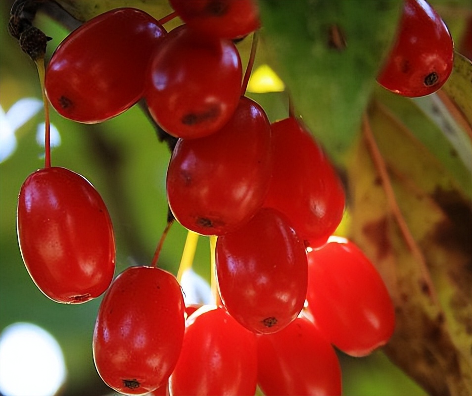 仔猪大肠杆菌性腹泻的防治