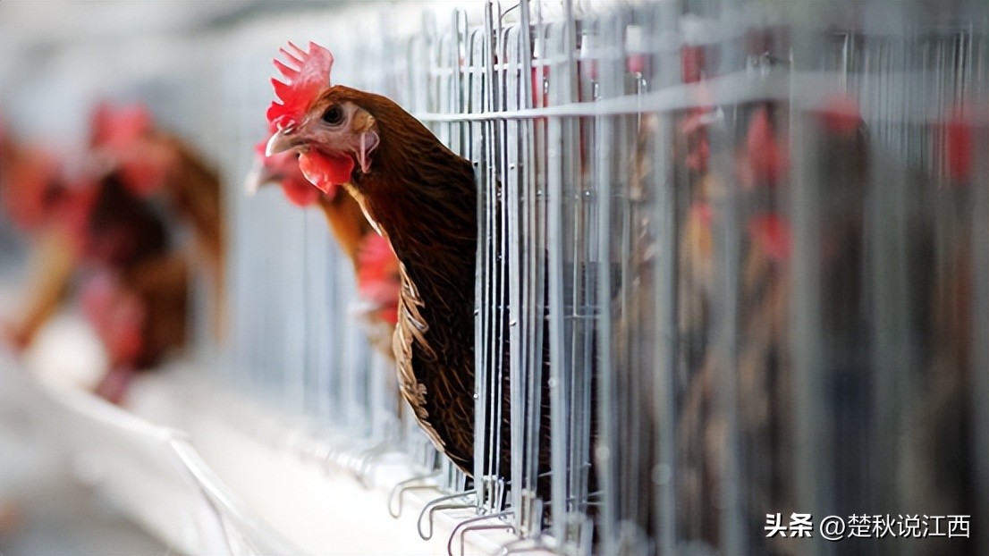 江西的麻鸡,江西拥有中国什么之乡的美称