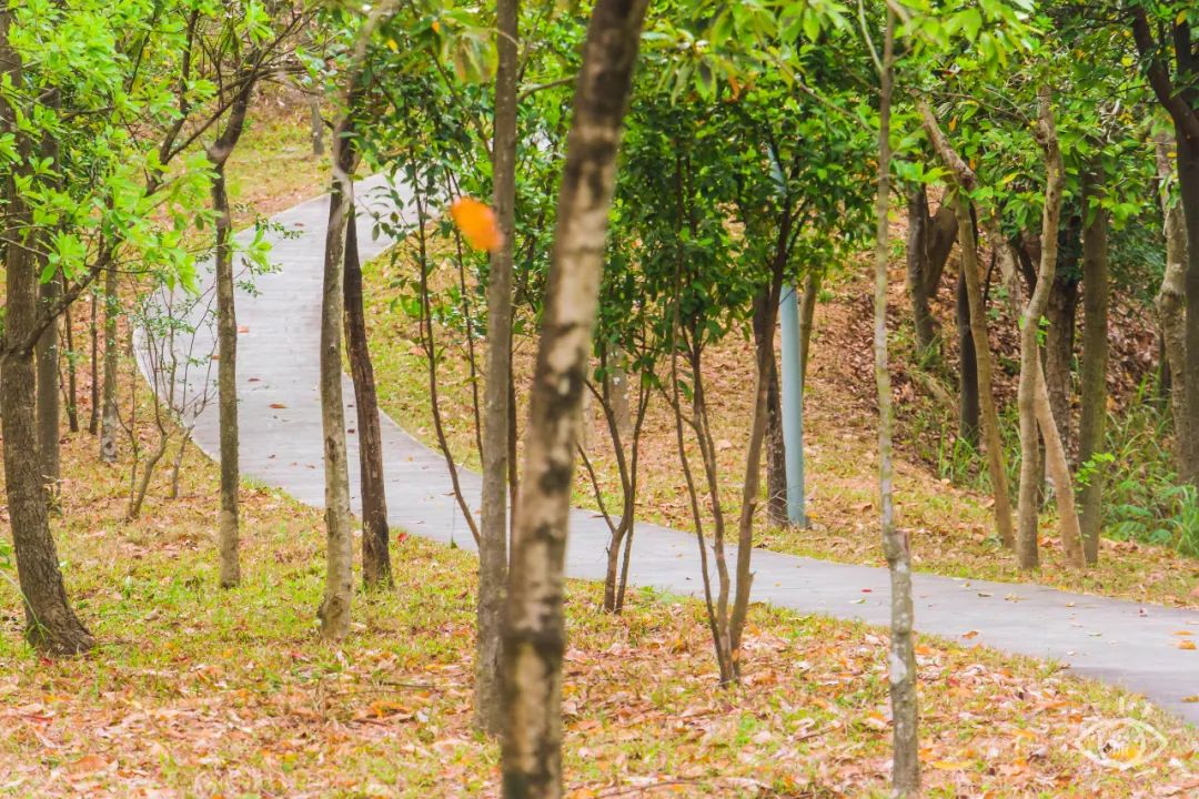 深圳10公里跑步路线,深圳跑步路线推荐塑胶跑道