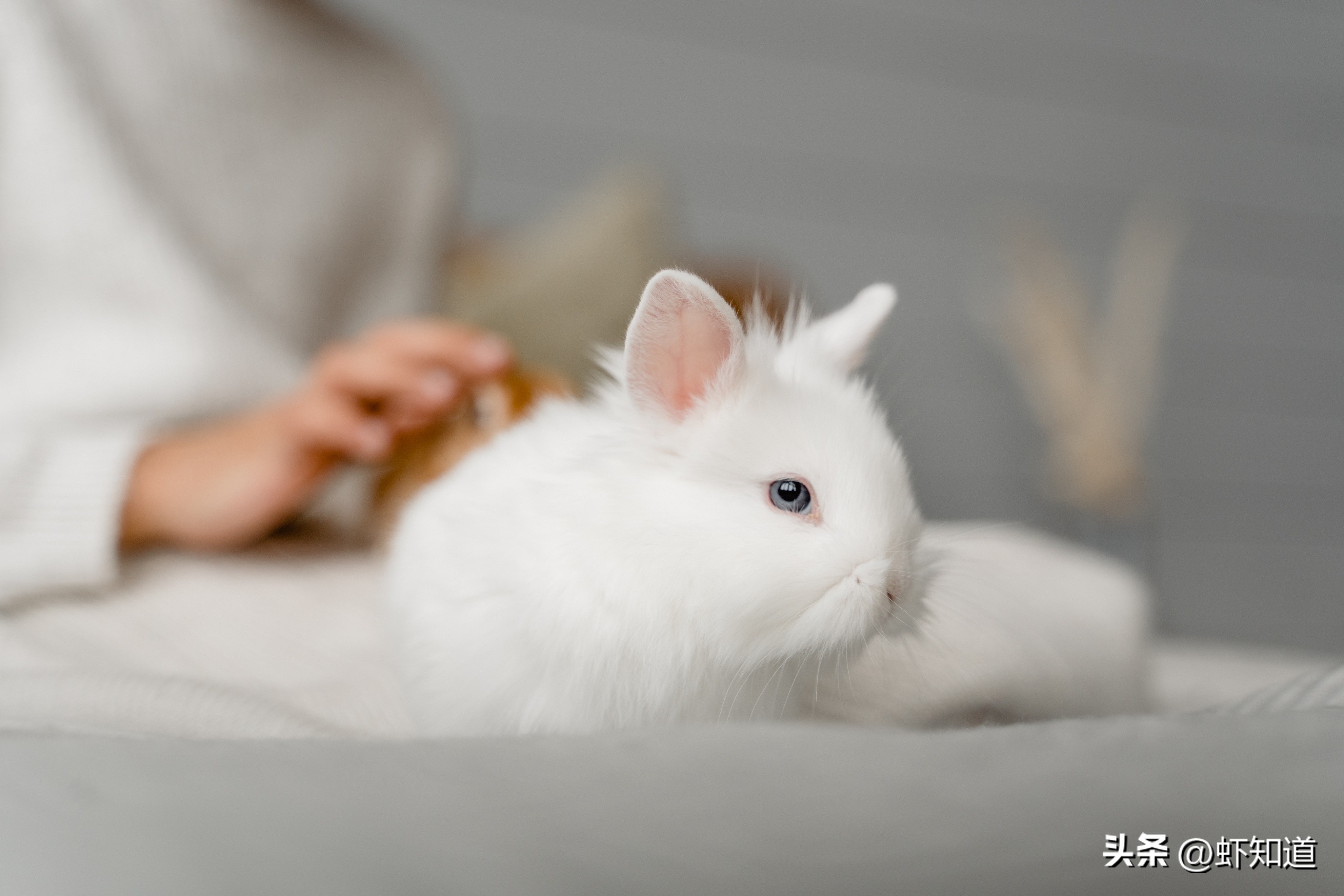 兔年怎么能少了兔子,兔年为什么叫卯兔