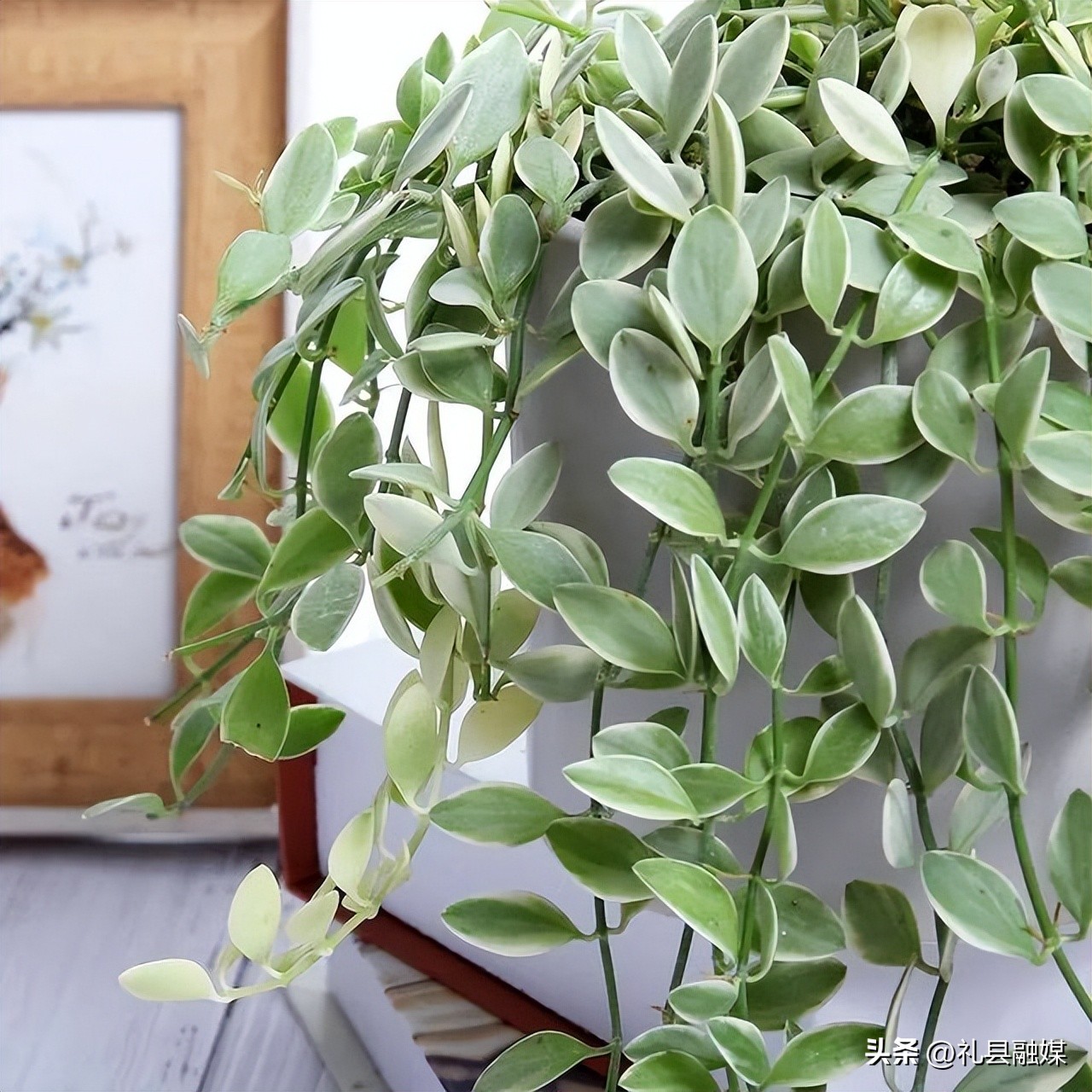 吊兰的品种与名称图片欣赏及介绍,吊兰有几种品种图片及名称介绍