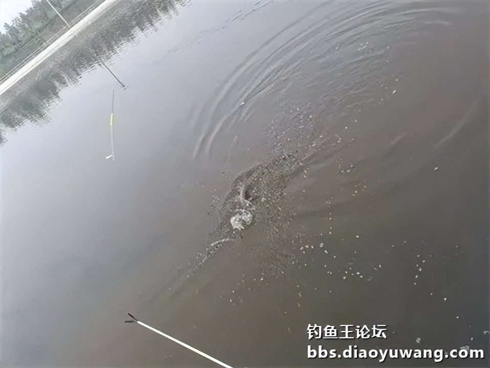 钓鱼王王者风范，拿捏多鱼种轻松
