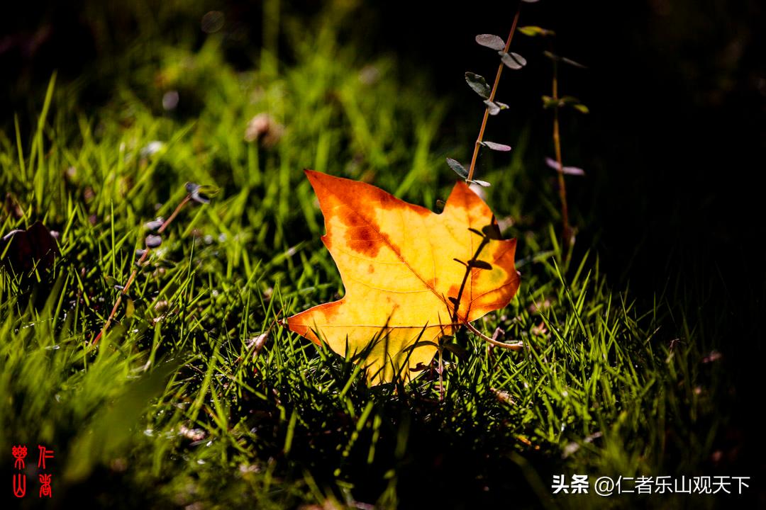 最后的摇曳——只为那绳命的回晃