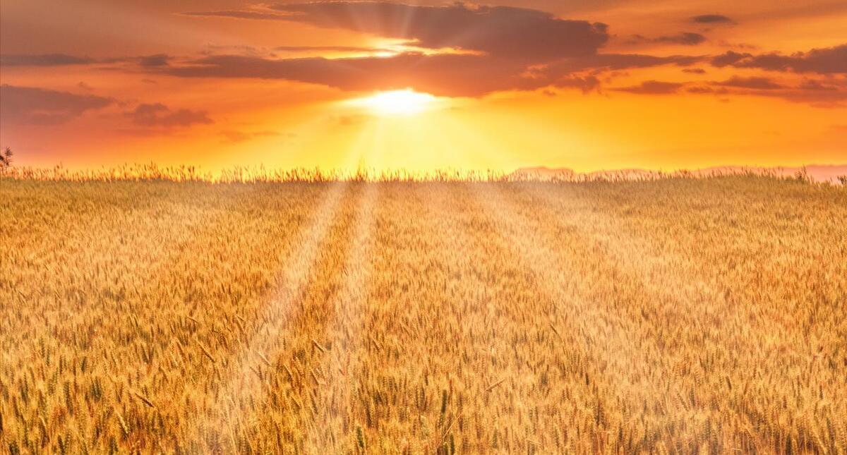 风吹麦浪女声原唱,风吹麦浪原唱完整版歌曲