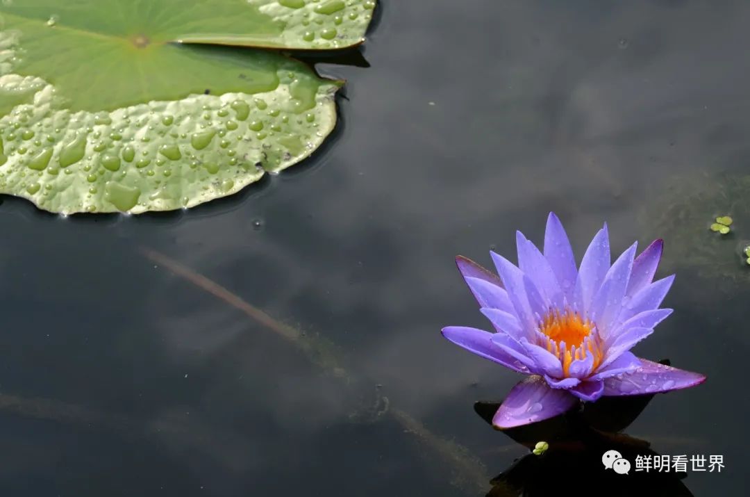 明心见性花开见佛,花开见佛碧水禅心