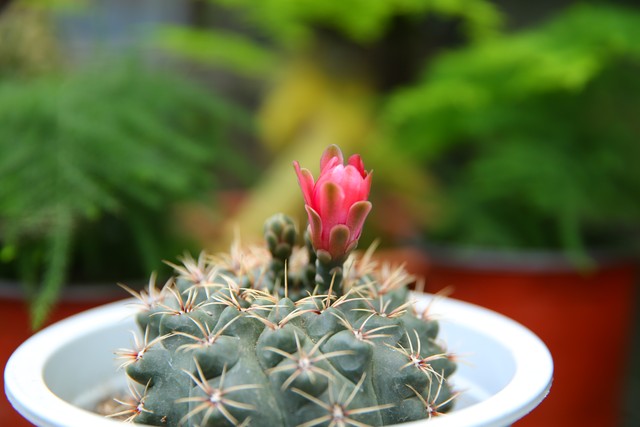 十二星座有两个守护星的星座,十二星座守护星和幸运花