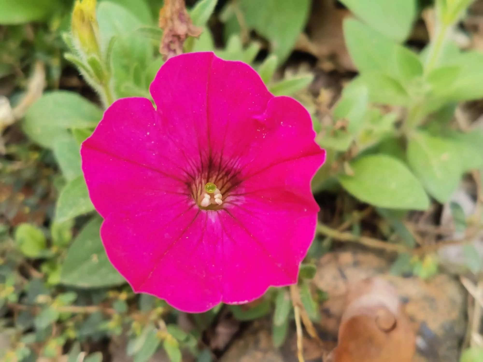 所有花的名称大全,认识各种花的寓意